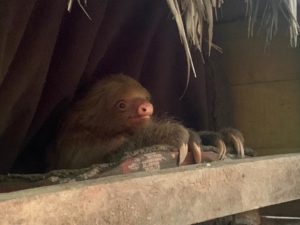 amazon shelter sloth