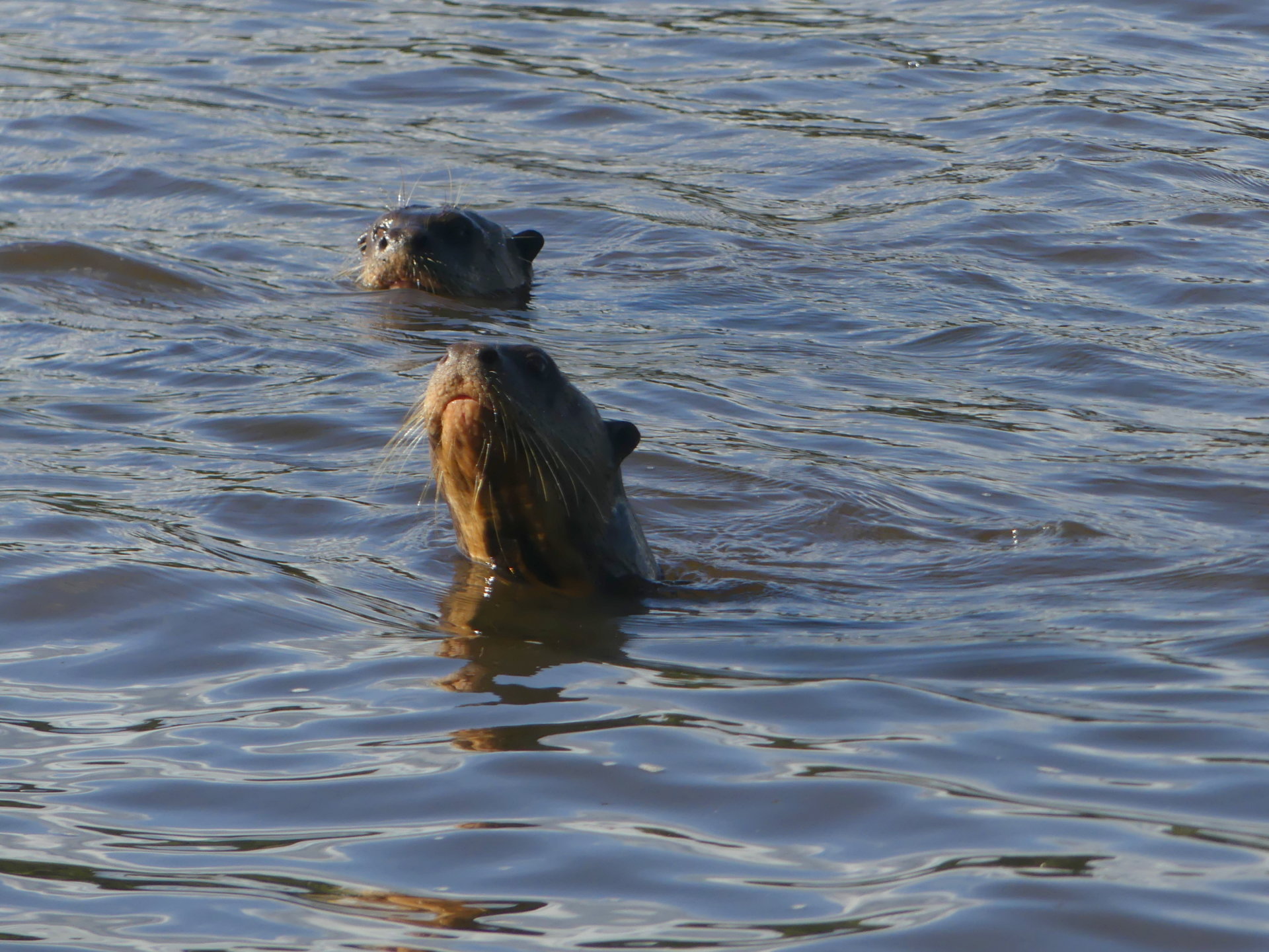 Otters Cocococha Tambopata
