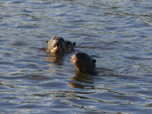 Otters Cocococha Tambopata